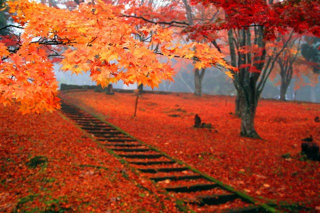 土津神社　紅葉